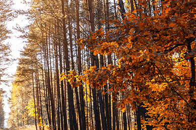 开云-国际米兰险胜智利，乔瓦尼·雷纳制霸全场